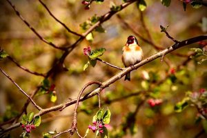 landschap en dieren (2)
