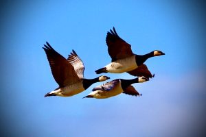 landschap en dieren (3)