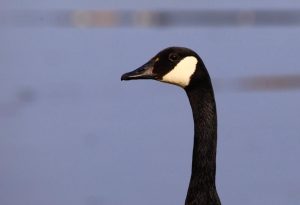 landschap en dieren (4)