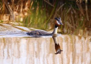 landschap en dieren (5)