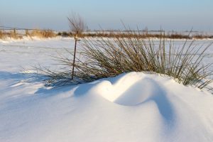 landschap en dieren (7)